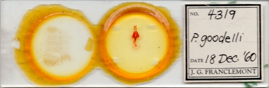 slide view of adult Orthodes goodelli