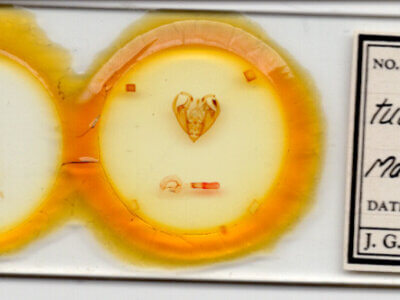 slide view of adult Hexorthodes tuana