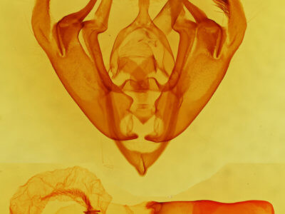 genitalia view of adult Hexorthodes tuana