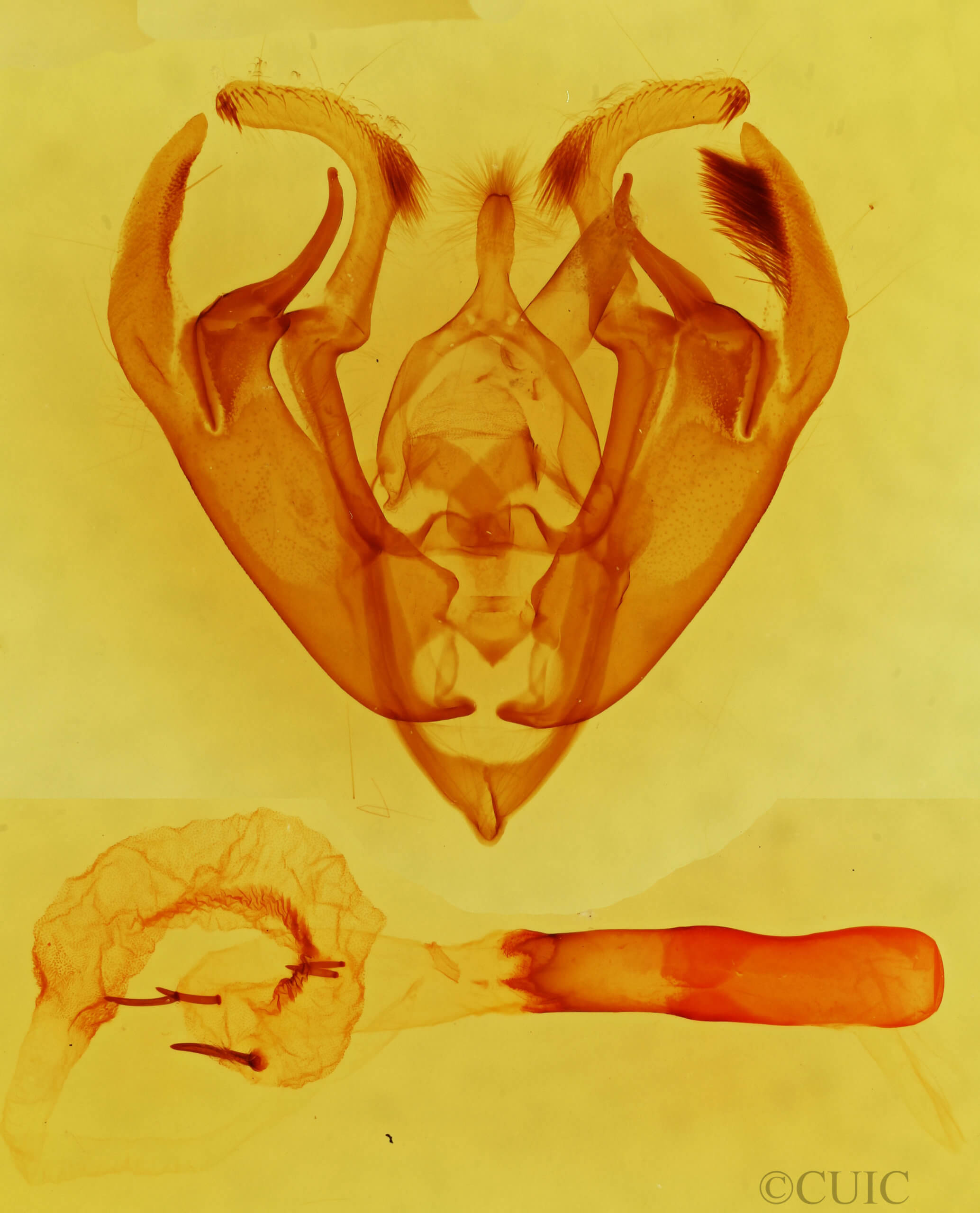 genitalia view of adult Hexorthodes tuana