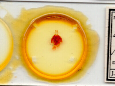 slide view of adult Hexorthodes tuana