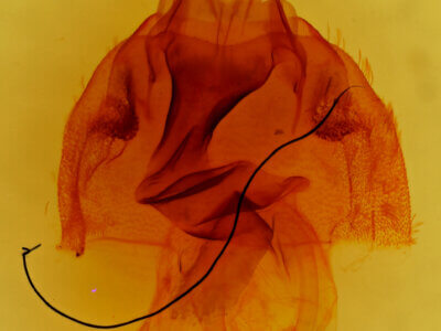 genitalia view of adult Hexorthodes tuana