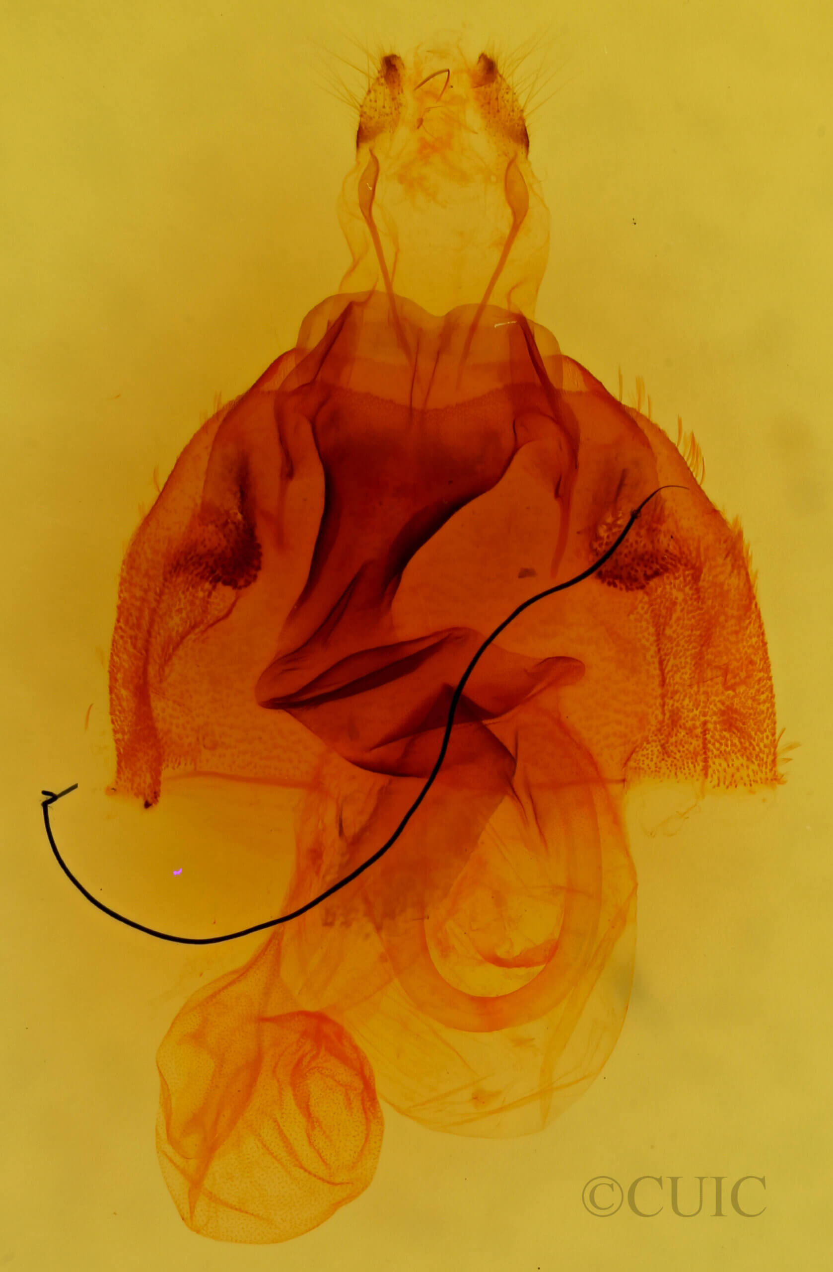genitalia view of adult Hexorthodes tuana