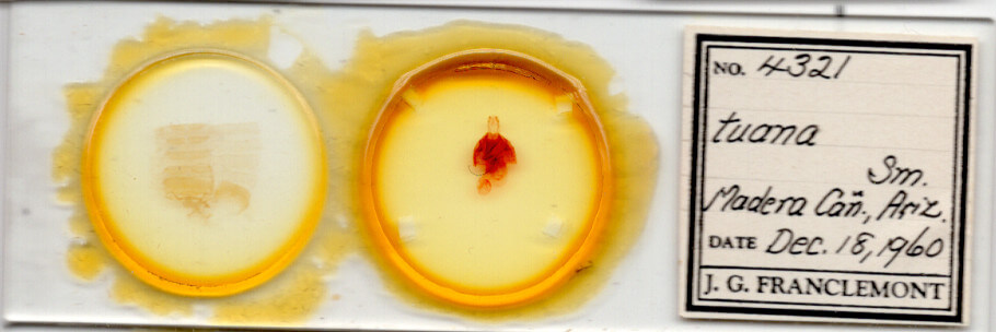 slide view of adult Hexorthodes tuana