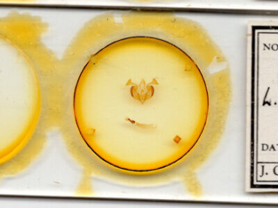 slide view of adult Lacinipolia basiplaga