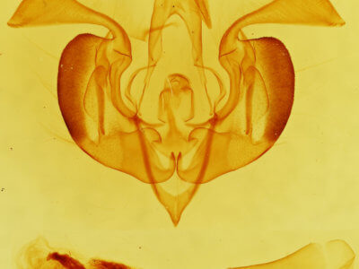 genitalia view of adult Lacinipolia basiplaga