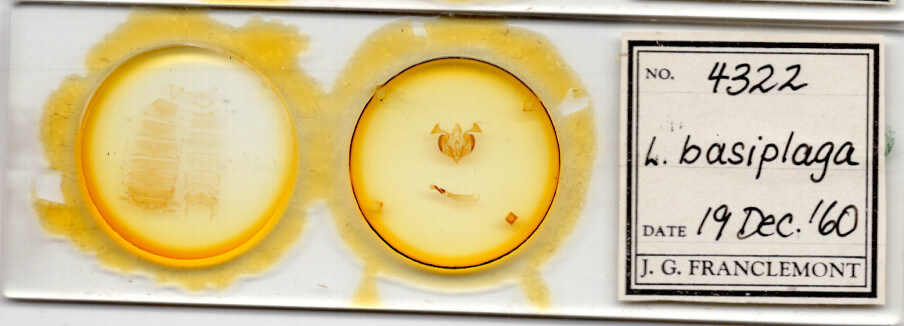 slide view of adult Lacinipolia basiplaga