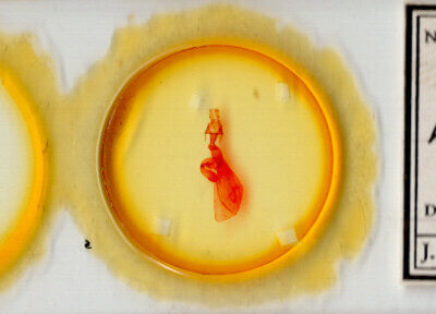 slide view of adult Lacinipolia basiplaga