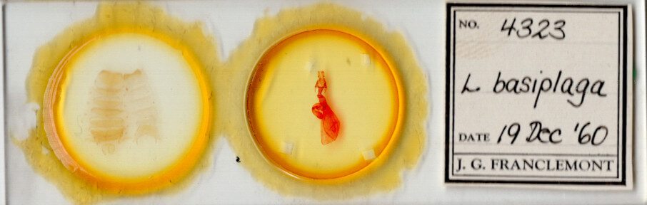 slide view of adult Lacinipolia basiplaga