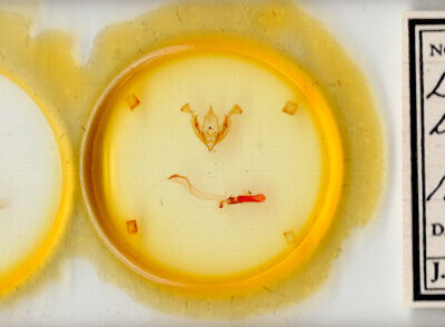 slide view of adult Lacinipolia triplehorni