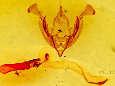 genitalia view of adult Lacinipolia triplehorni
