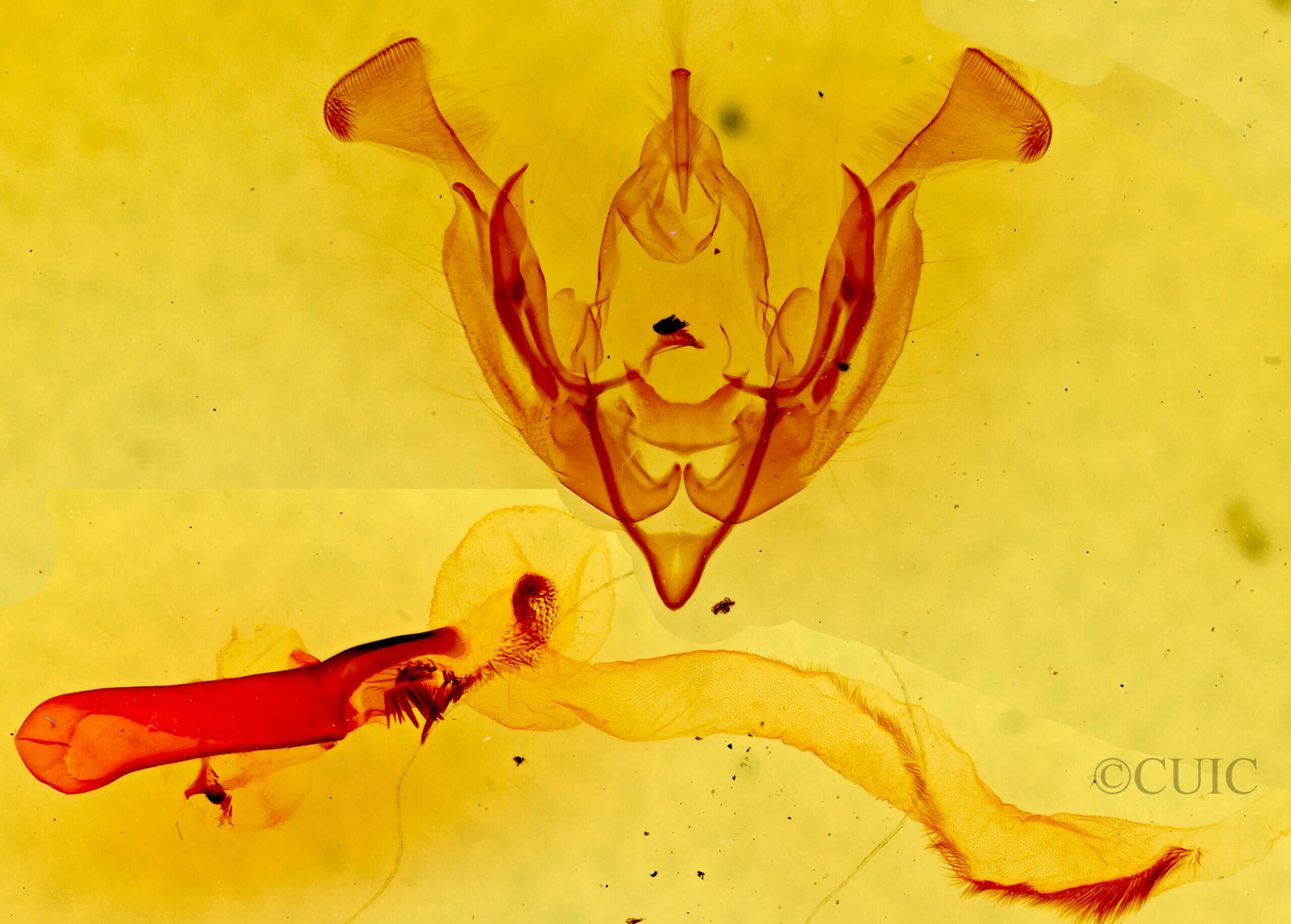 genitalia view of adult Lacinipolia triplehorni