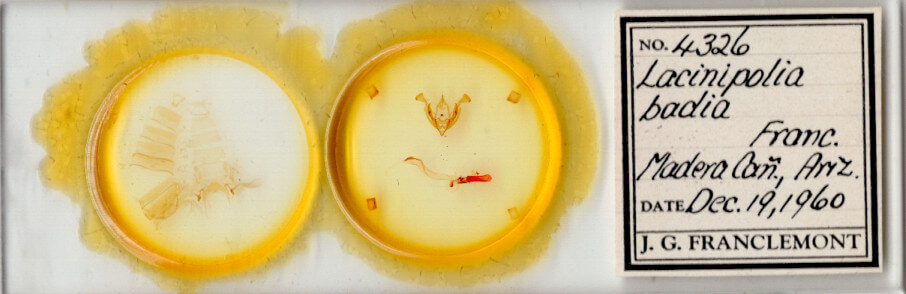 slide view of adult Lacinipolia triplehorni