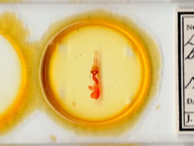 slide view of adult Lacinipolia triplehorni