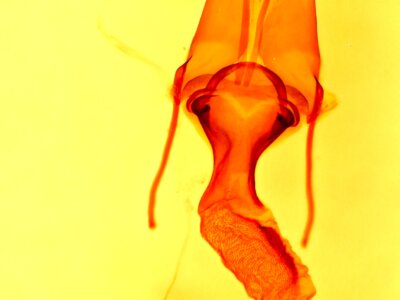 genitalia view of adult Lacinipolia triplehorni