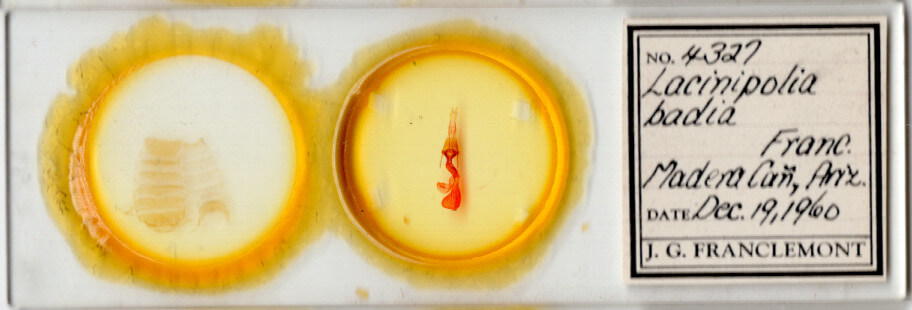 slide view of adult Lacinipolia triplehorni