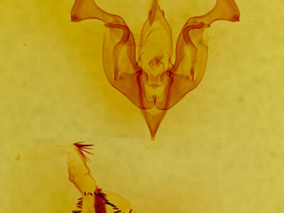 genitalia view of adult Lacinipolia rodora