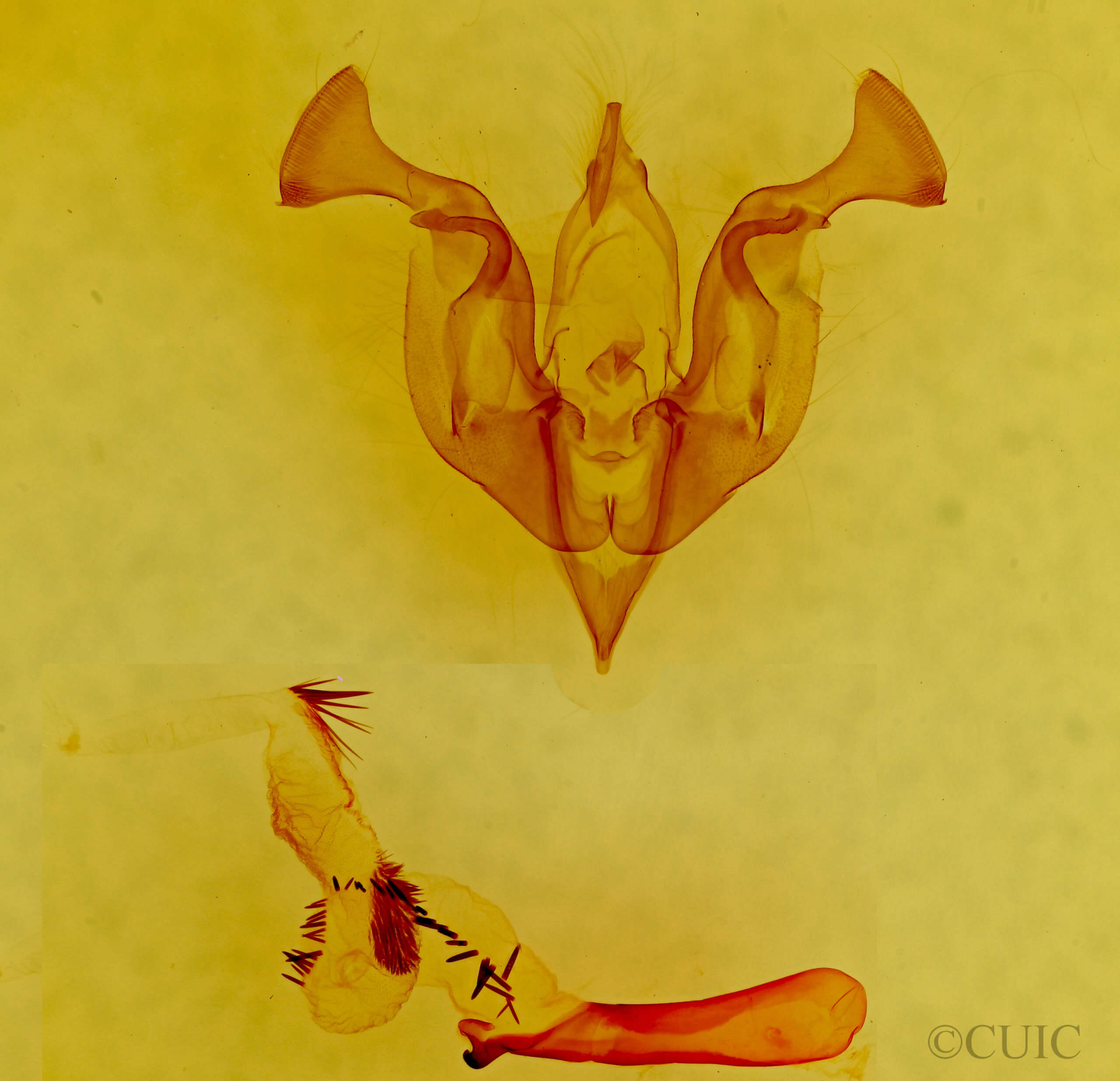 genitalia view of adult Lacinipolia rodora