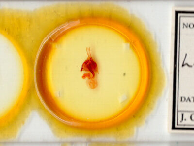 slide view of adult Lacinipolia rodora