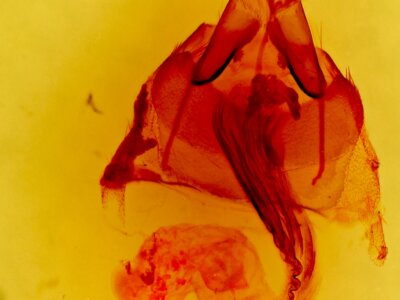 genitalia view of adult Lacinipolia rodora