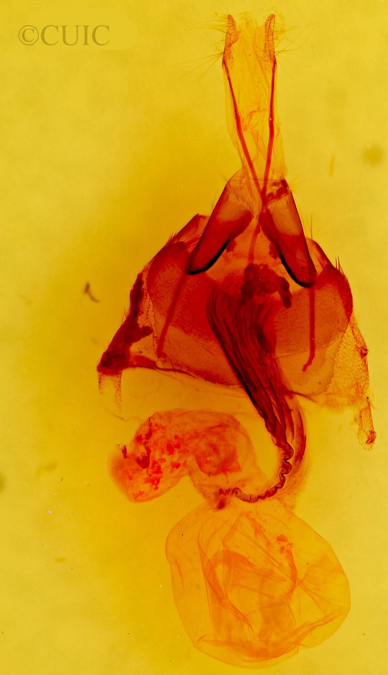 genitalia view of adult Lacinipolia rodora