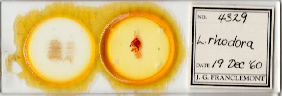 slide view of adult Lacinipolia rodora