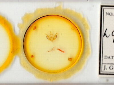 slide view of adult Lacinipolia quadrilineata