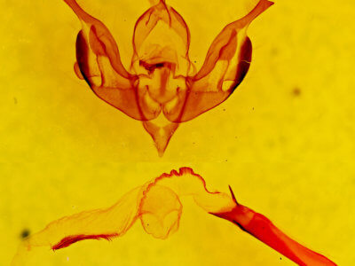 genitalia view of adult Lacinipolia quadrilineata