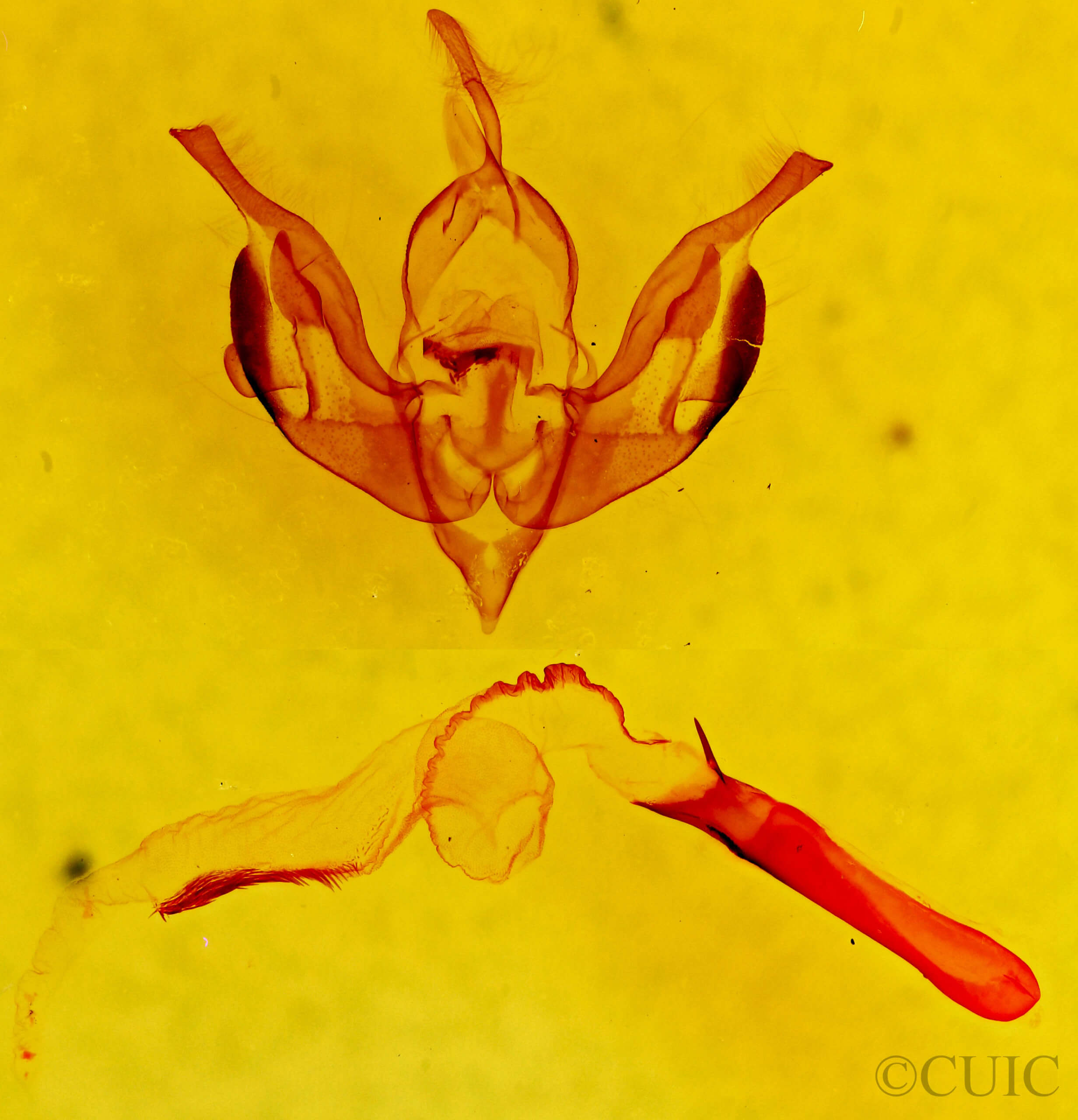 genitalia view of adult Lacinipolia quadrilineata