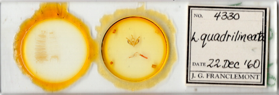 slide view of adult Lacinipolia quadrilineata