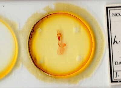 slide view of adult Lacinipolia quadrilineata