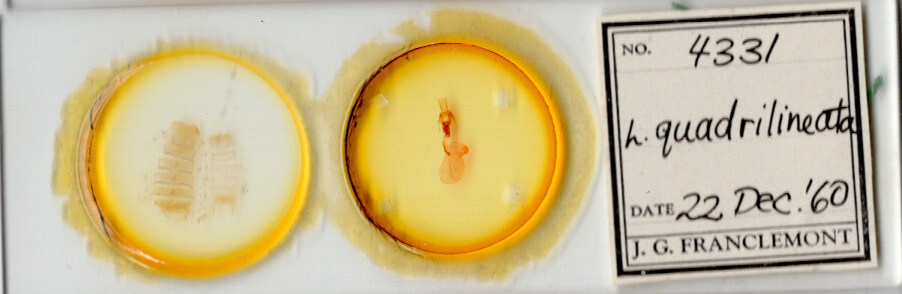 slide view of adult Lacinipolia quadrilineata