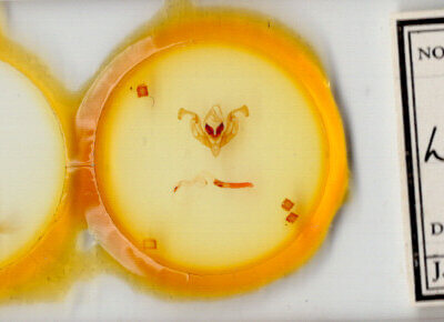 slide view of adult Lacinipola sareta