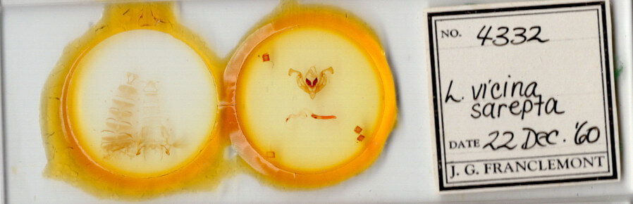 slide view of adult Lacinipola sareta