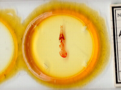 slide view of adult Lacinipola sareta