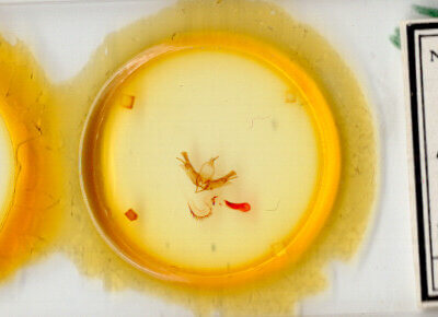 slide view of adult Lacinipolia incurva