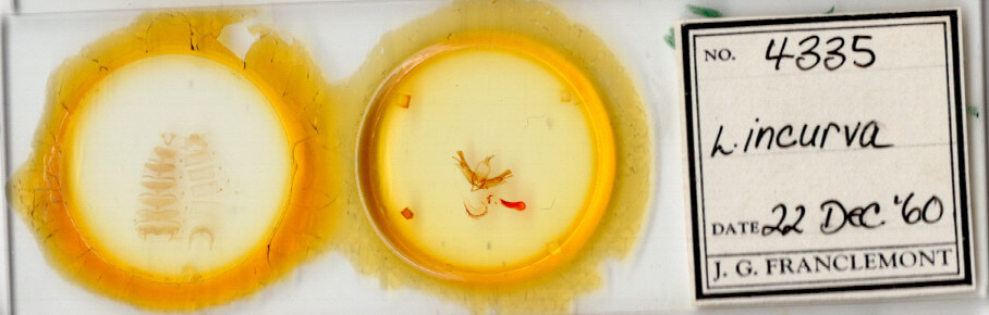 slide view of adult Lacinipolia incurva