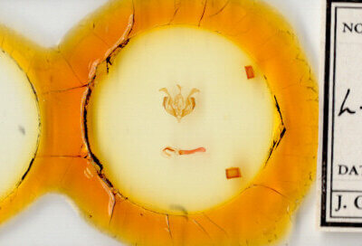 slide view of adult Lacinipolia strigicollis