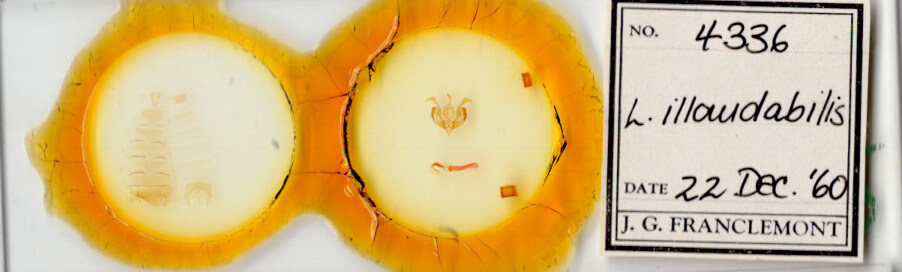 slide view of adult Lacinipolia strigicollis