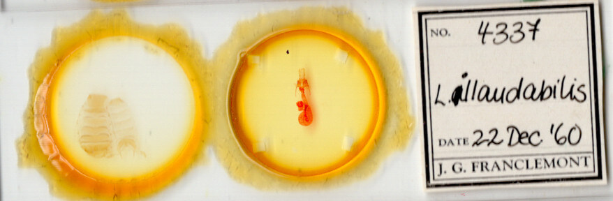 slide view of adult Lacinipolia strigicollis