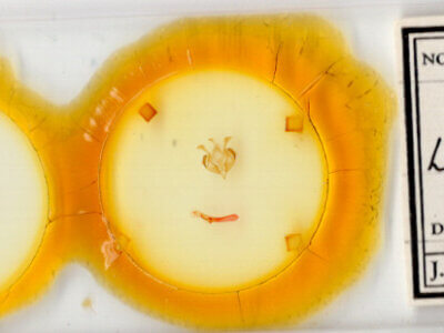 slide view of adult Lacinipolia strigicollis