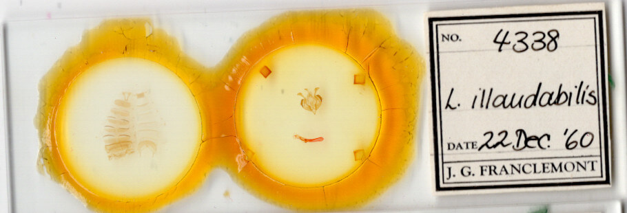 slide view of adult Lacinipolia strigicollis