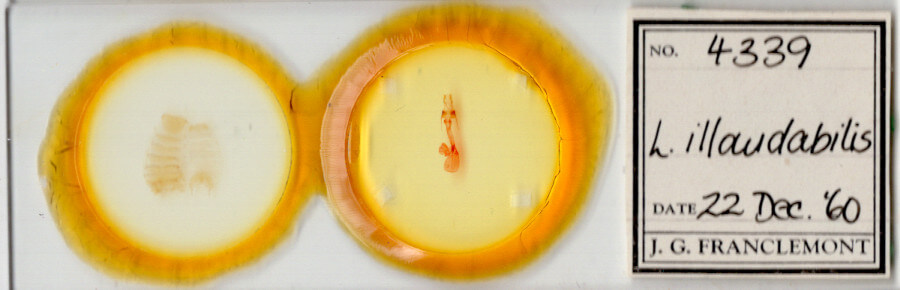 slide view of adult Lacinipolia strigicollis