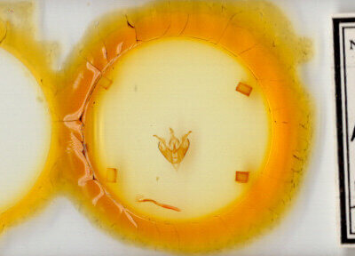 slide view of adult Lacinipolia consimilis