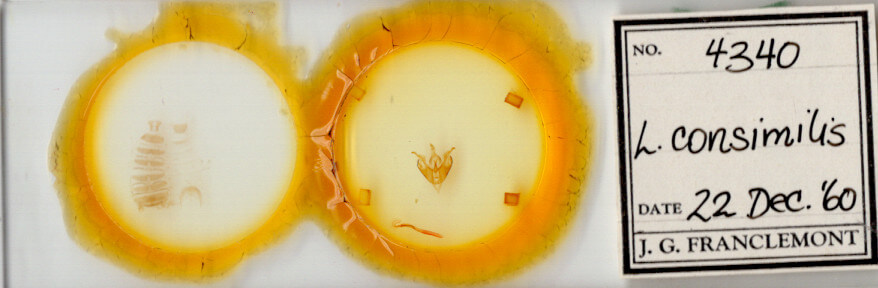 slide view of adult Lacinipolia consimilis