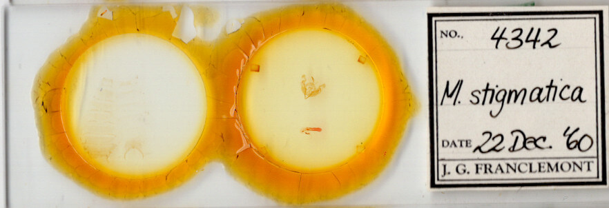 slide view of adult Miodera stigmata