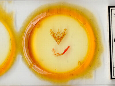 slide view of adult Protorthodes rufula