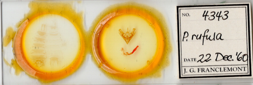 slide view of adult Protorthodes rufula