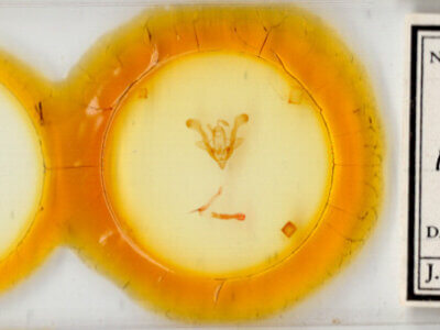 slide view of adult Homorthodes flosca