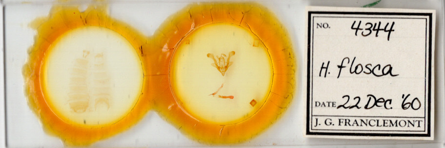 slide view of adult Homorthodes flosca